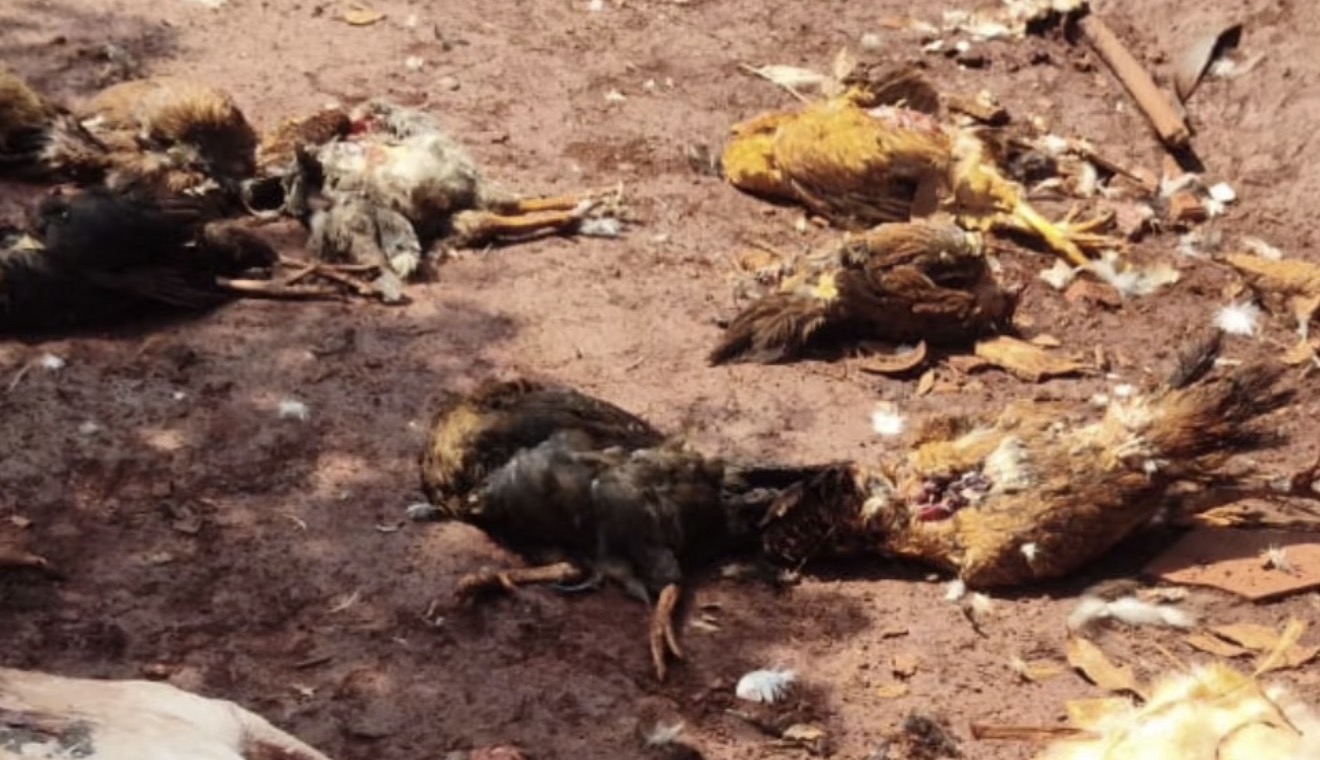 17 aves são encontradas mortas em chácara de Arapongas; ataque pode ter sido causado por cão feral