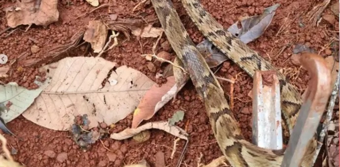 Cobra jararaca aparece em quintal de residência em Arapongas