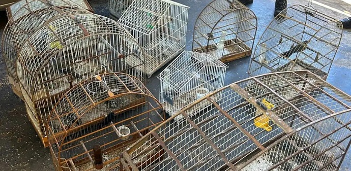 GM aplica multa de mais de 19 mil por criação de pássaros silvestres sem autorização do órgão ambiental