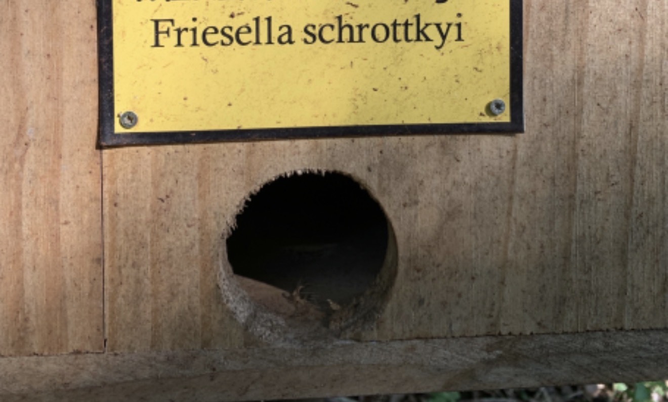 Abelhas são furtadas do Parque dos Pássaros em Arapongas