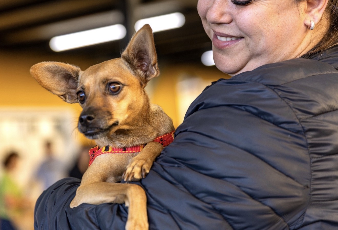 Arapongas promove 164 castrações gratuitas no 5º ciclo do CastraPet Paraná