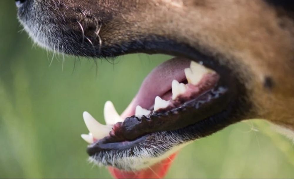 Cão de grande porte invade casa e quase mata animal menor em Arapongas