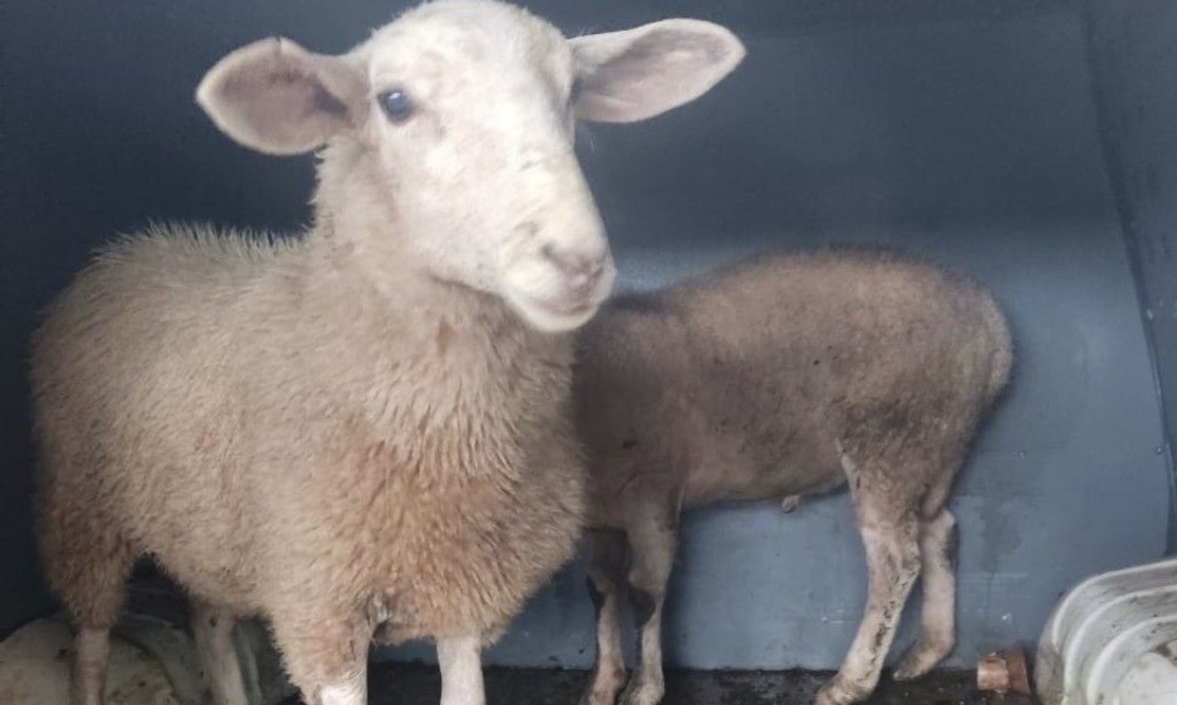 Ladrões furtam carneiros, porcos e equipamentos de montaria em propriedade de Arapongas