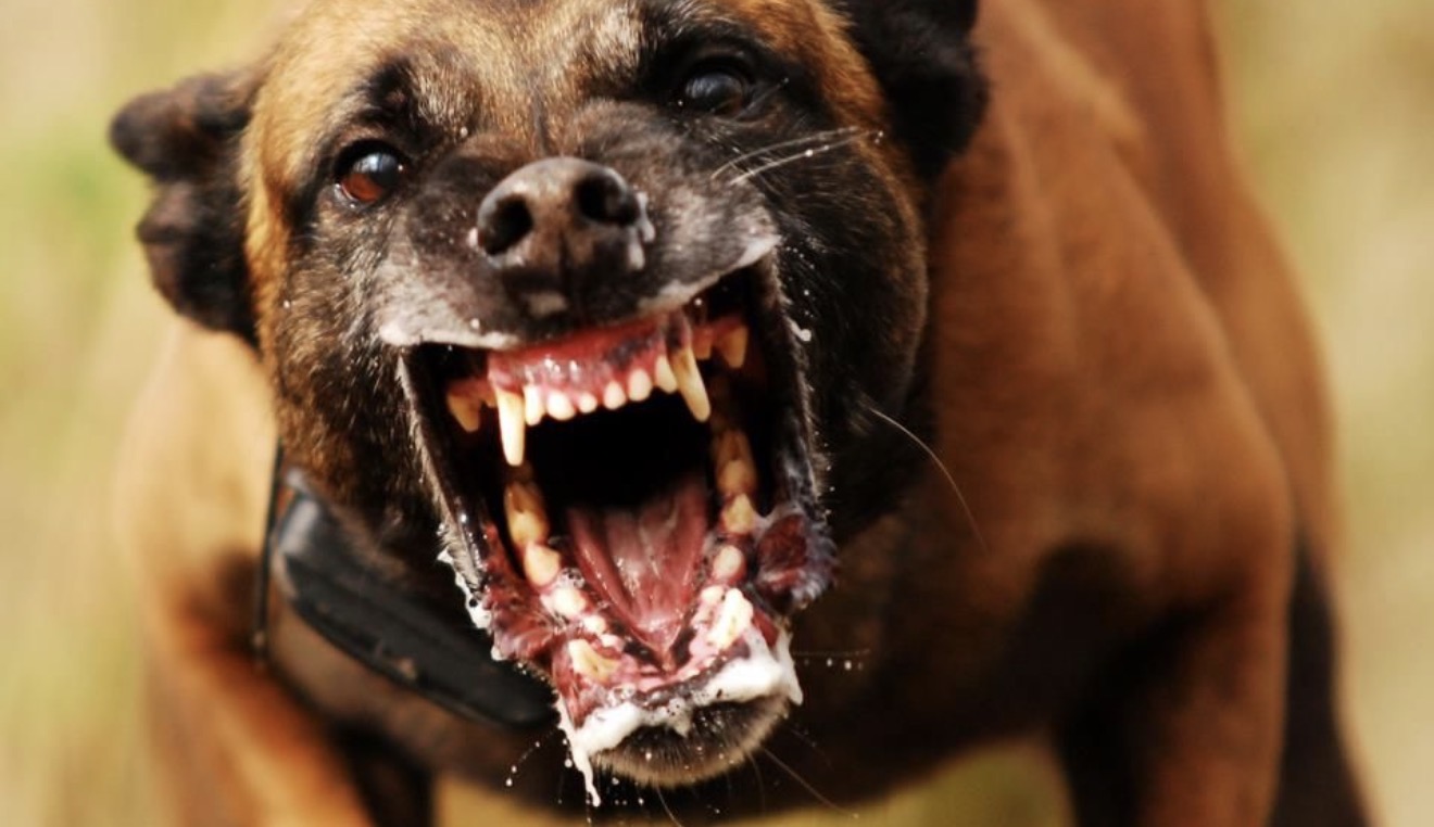 Dono de cão é multado em R$ 3,5 mil após animal atacar pessoas em Arapongas