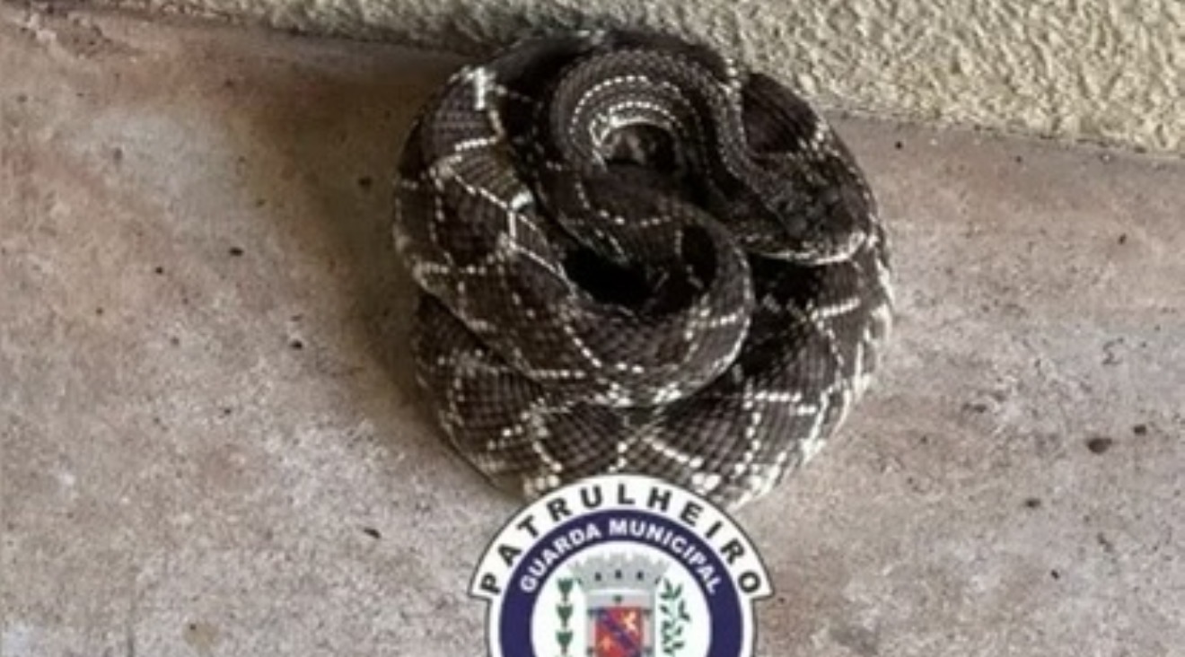 Guarda Municipal captura três cobras em diferentes regiões de Arapongas no mesmo dia