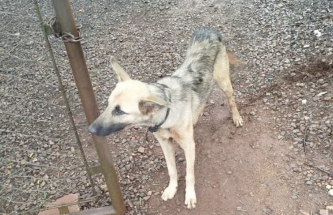 Homem é multado em mais de R$ 3,5 mil por abandono de cachorro em Arapongas