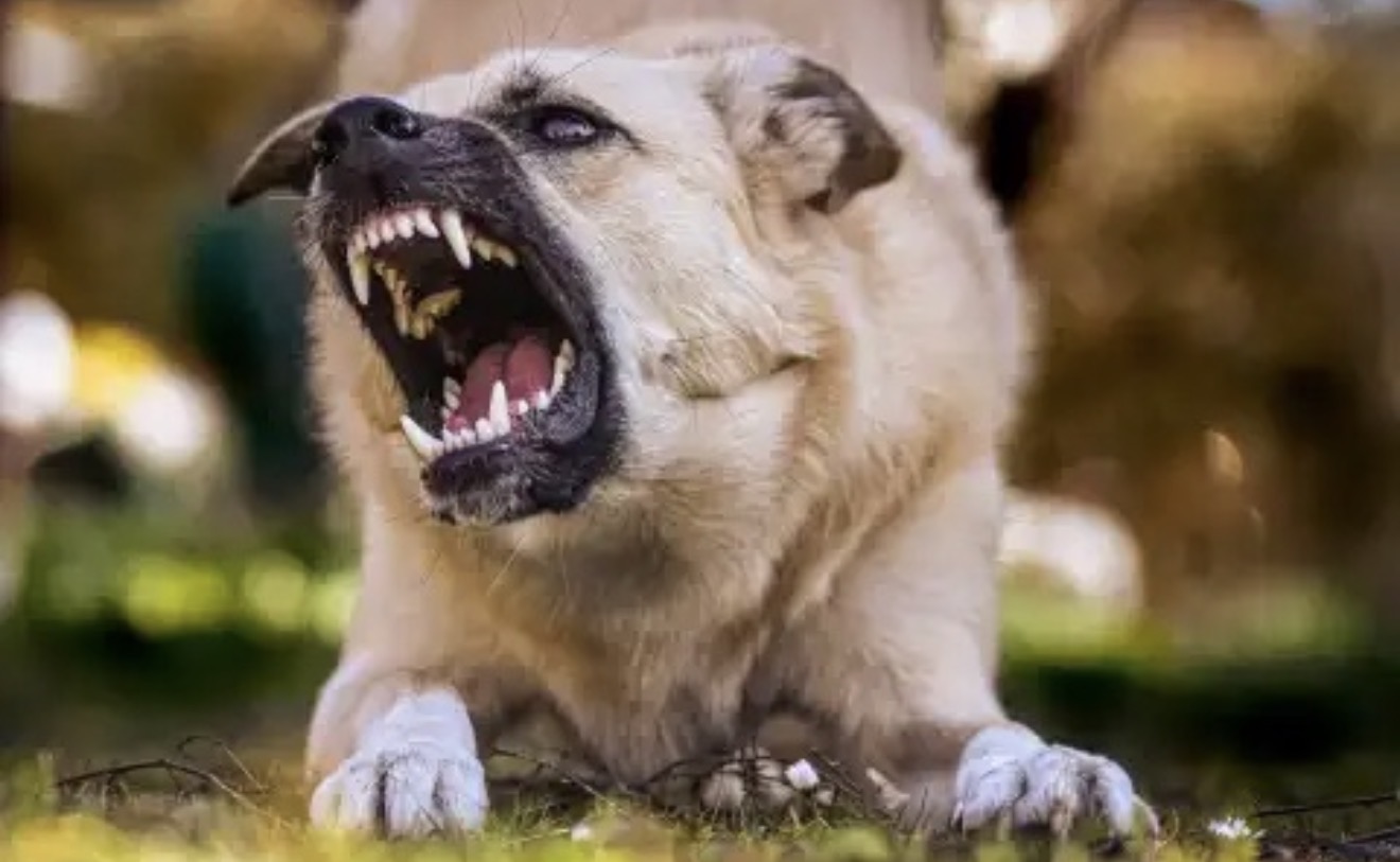 Homem fica ferido após ser mordido por cachorro enquanto caminhava em Arapongas