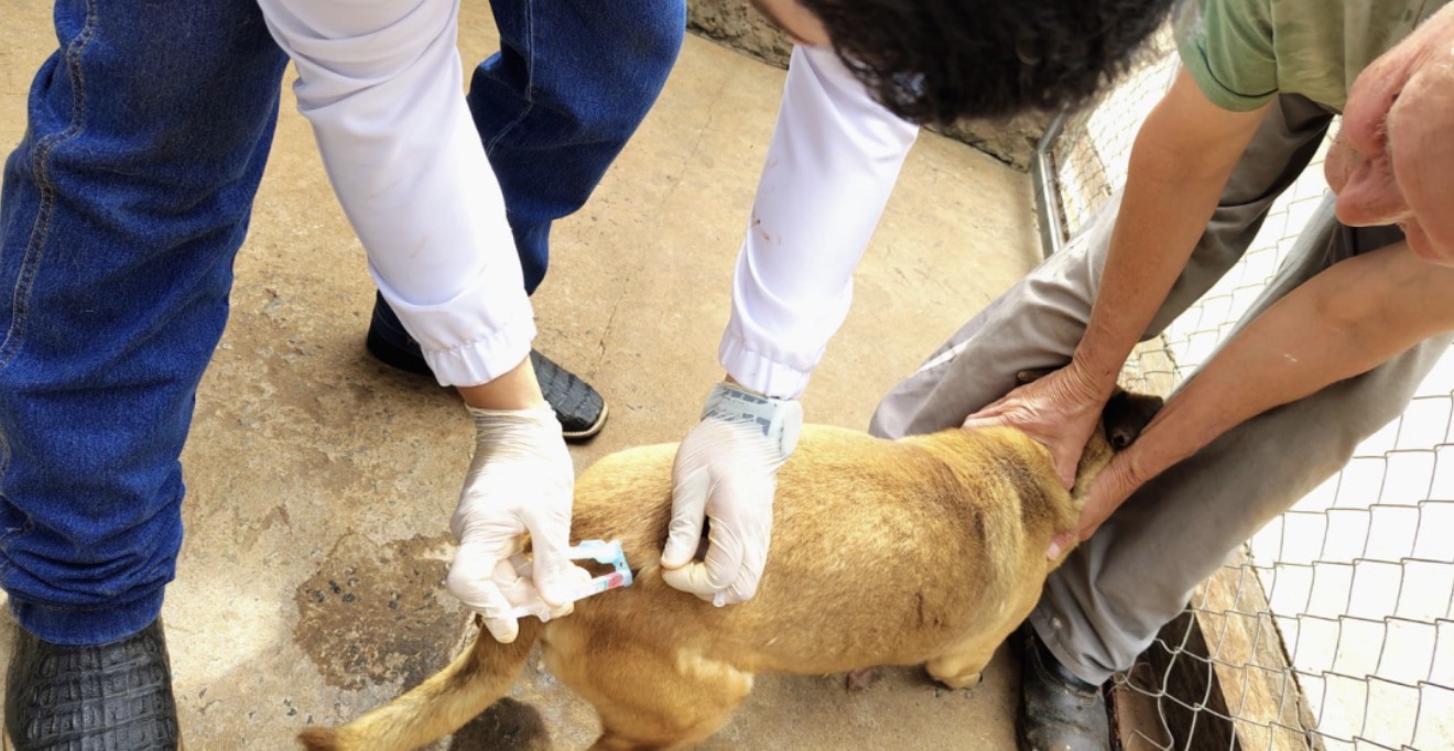 Prefeitura de Arapongas aplica 160 doses de vacinas em animais do canil municipal