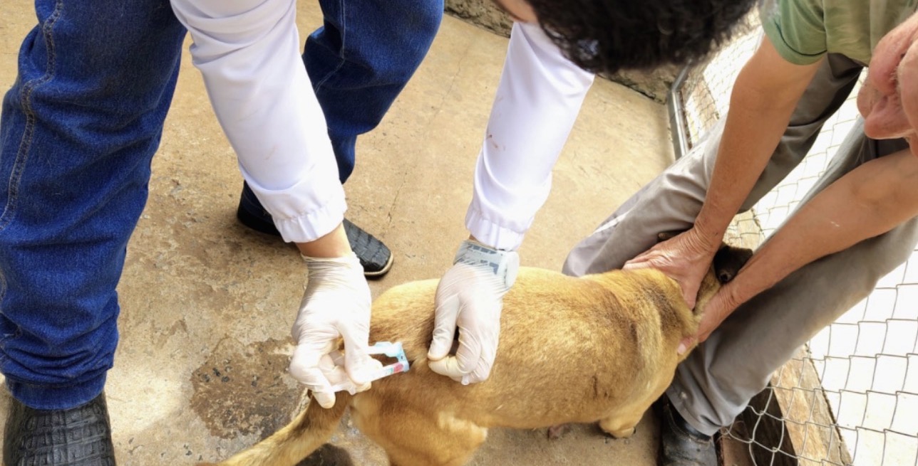 Prefeitura de Arapongas aplica 160 doses de vacinas em animais do canil municipal