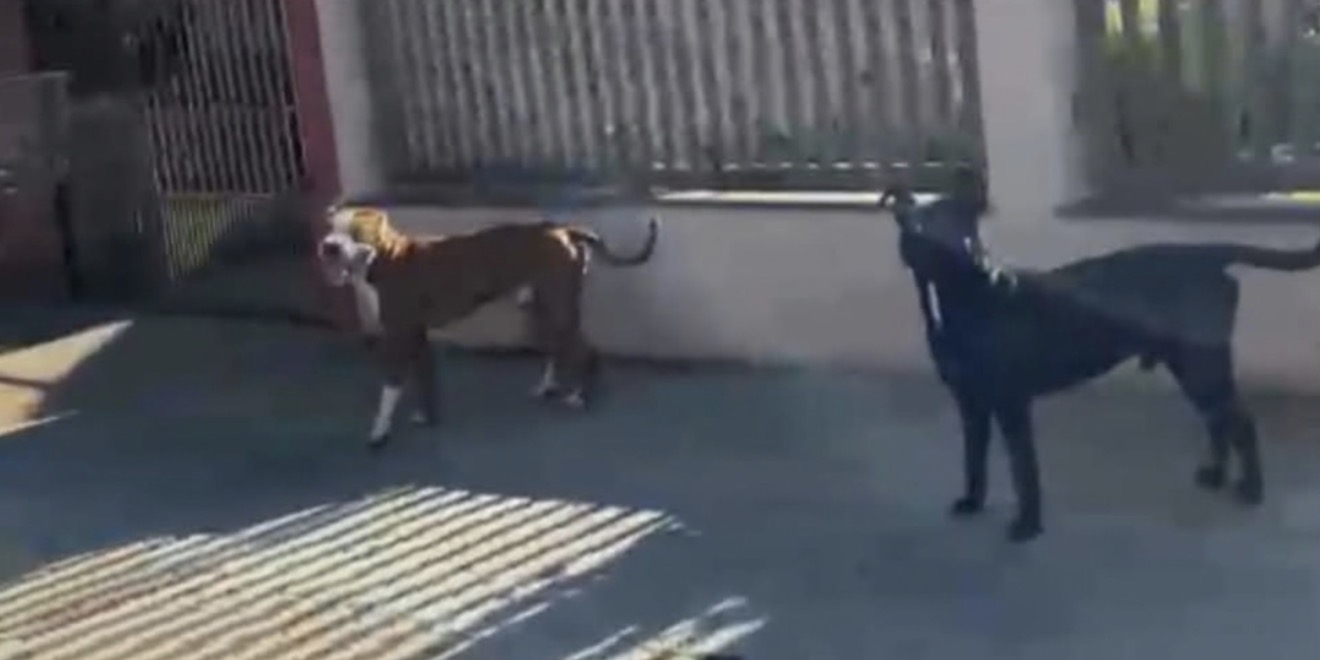 Prefeitura de Arapongas multa tutor em mais de R$ 3,5 mil por manter cães soltos em via pública